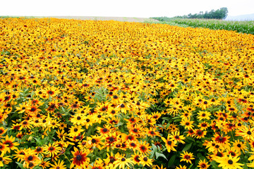 一面の黄色い花