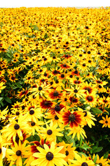 一面の黄色い花