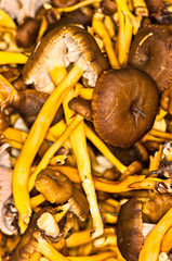 Craterellus tubaeformis