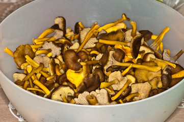 Craterellus tubaeformis
