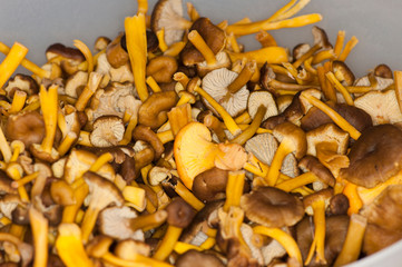 Craterellus tubaeformis