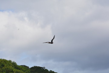 f noronha