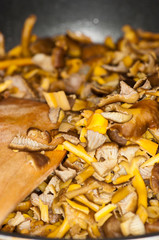 Craterellus tubaeformis