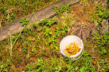 Craterellus tubaeformis