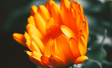 closeup of a orange flower