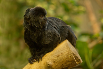 Goeldi's marmoset, Goeldi's monkey (Callimico goeldii).