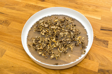 Craterellus tubaeformis