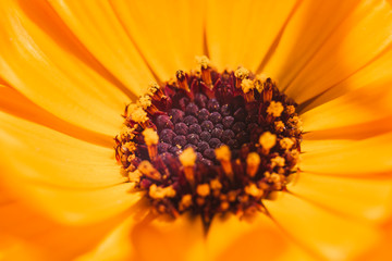 yellow flower macro or closeup of a daisy flower background