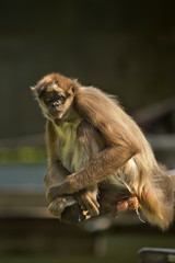 Brown spider monkey,  variegated spider monkey (Ateles hybridus).
