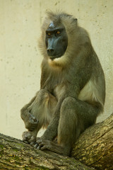 Drill. (Mandrillus leucophaeus).