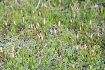The horsetail( Equisetum arvense) is perennial and grows by stretching underground stems. It is popular as a wild vegetable in spring in Japan and is a medicinal herb.