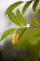 Ylang-ylang Flower (Perfume Tree)