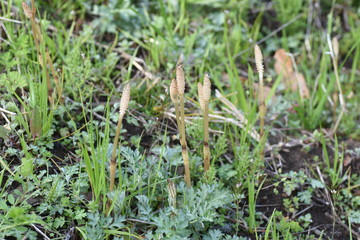 The horsetail( Equisetum arvense) is perennial and grows by stretching underground stems. It is popular as a wild vegetable in spring in Japan and is a medicinal herb.
