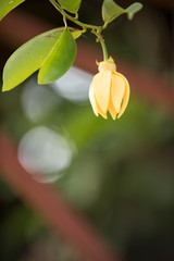 Ylang-ylang Flower (Perfume Tree)