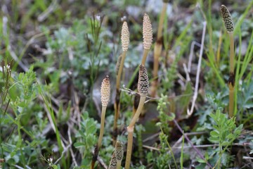 The horsetail( Equisetum arvense) is perennial and grows by stretching underground stems. It is popular as a wild vegetable in spring in Japan and is a medicinal herb.