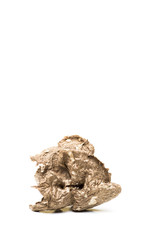 Craterellus tubaeformis