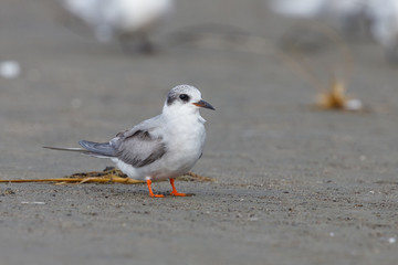 Black-fronted Tern in New Zealand