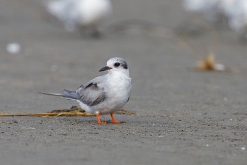 Black-fronted Tern in New Zealand