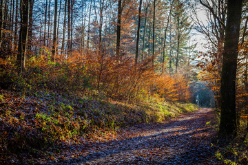 Obraz premium Autumn in a Eifel forest, Germany