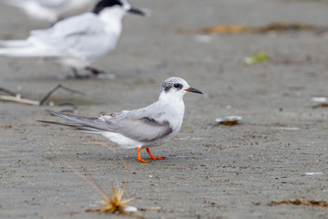 Black-fronted Tern in New Zealand