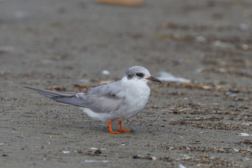 Black-fronted Tern in New Zealand