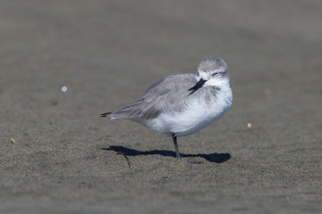 Wrybill - endemic shorebird of New Zealand