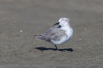 Wrybill - endemic shorebird of New Zealand