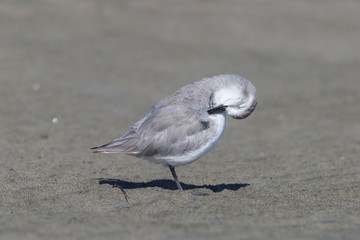 Wrybill - endemic shorebird of New Zealand