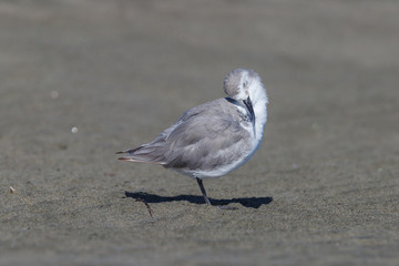 Wrybill - endemic shorebird of New Zealand