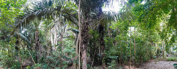 Expedition, Urwald, Dschungel
