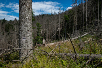 A black mark of a tourist trail painted on the spruce trunk in the mountains