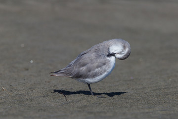 Wrybill - endemic shorebird of New Zealand