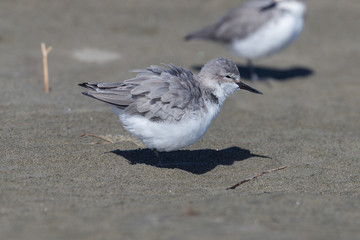 Wrybill - endemic shorebird of New Zealand