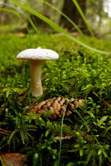 Mushroom