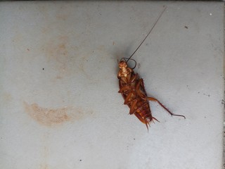 mosquito sucking blood on hand. Cockroaches die