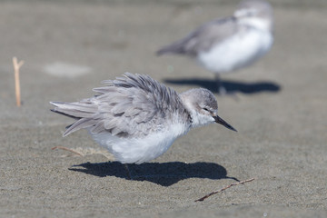 Wrybill - endemic shorebird of New Zealand