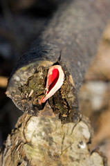Mushroom