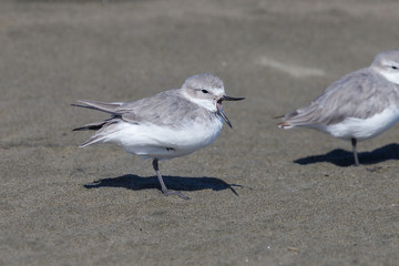 Wrybill - endemic shorebird of New Zealand