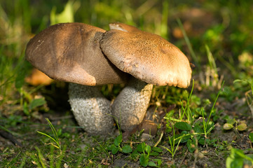 Mushroom