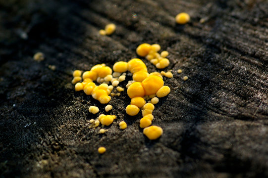 Mushroom
