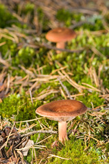 Mushroom