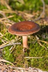 Mushroom