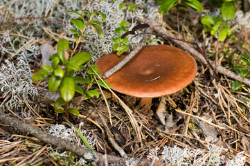 Mushroom