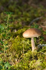 Mushroom