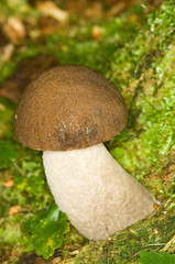 Mushroom