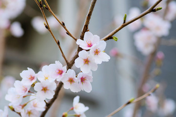 接写した桜の花