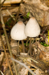 Mushroom
