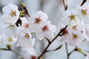 接写した桜の花