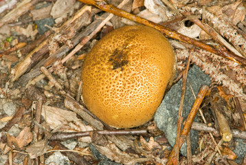 Mushroom