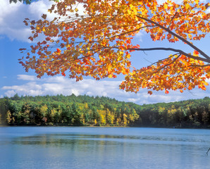 Obraz premium Walden Pond, Massachusetts